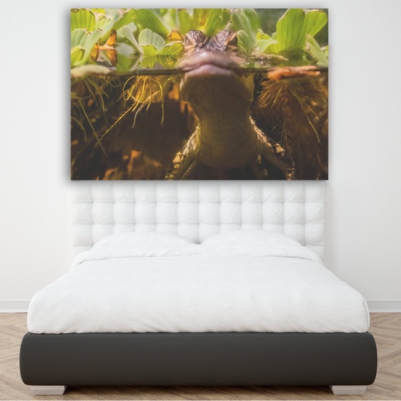 Baby Gator Close-Up: Unique Canvas Art of Water and Air Split